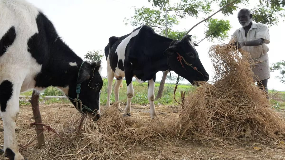 Man feeding cows hay, 