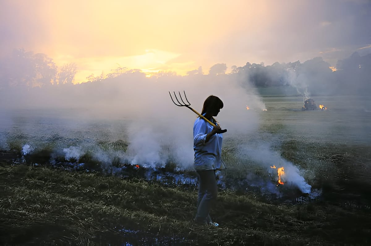 Farm worker lighting rice stubble on fire. 