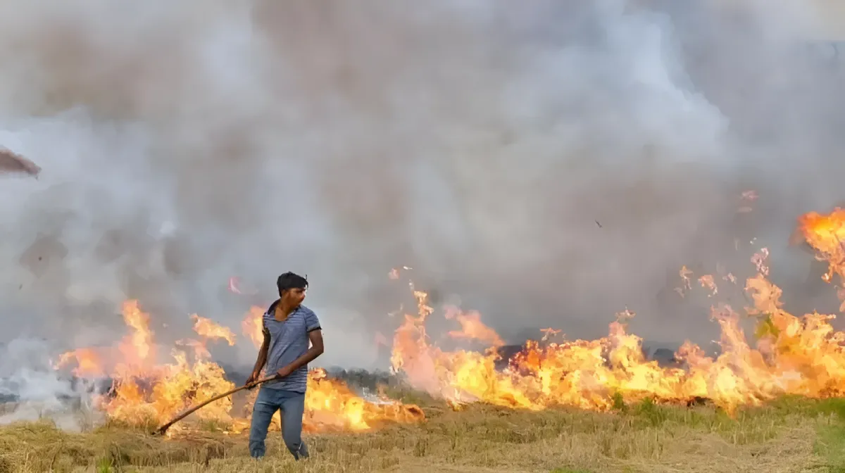 Man lighting rice stubble on fire